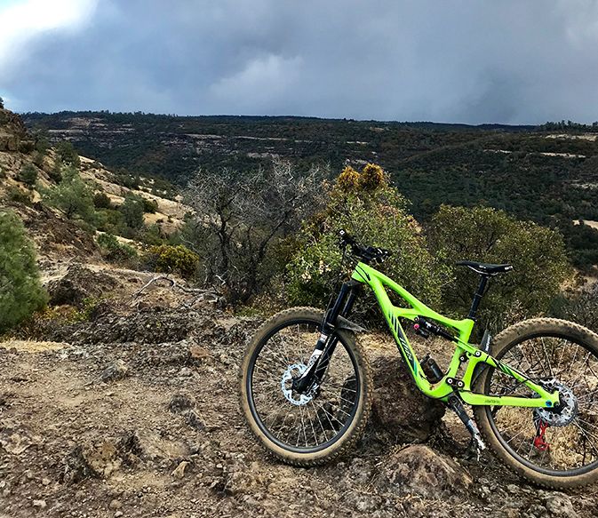 turtle-on-gravel-road