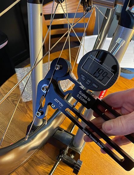 turtle-on-gravel-road